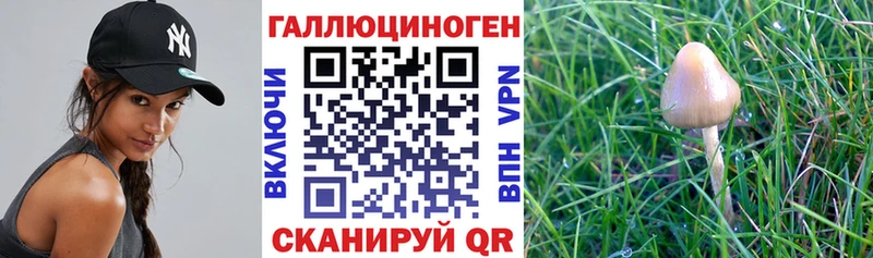 где найти   Энгельс  Псилоцибиновые грибы ЛСД 